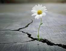 Sono un mix di forza e fragilità, come un fiore che cresce tra le crepe.