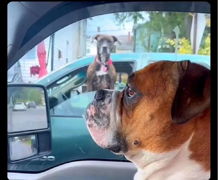 Rod_king_🇨🇬🇮🇪🇨🇦 tweet media