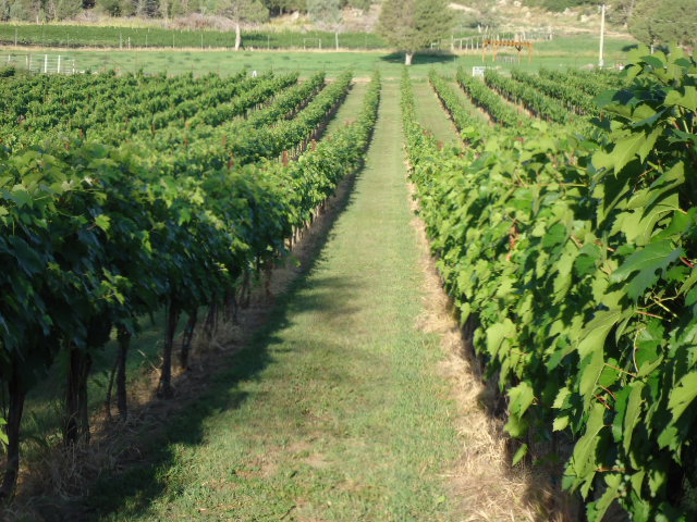 FoxFire Farms Winery tweet media