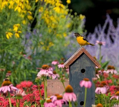 🐻 ☘️ PAWPAW RAY & BABIES ☘️ 🐻 tweet media