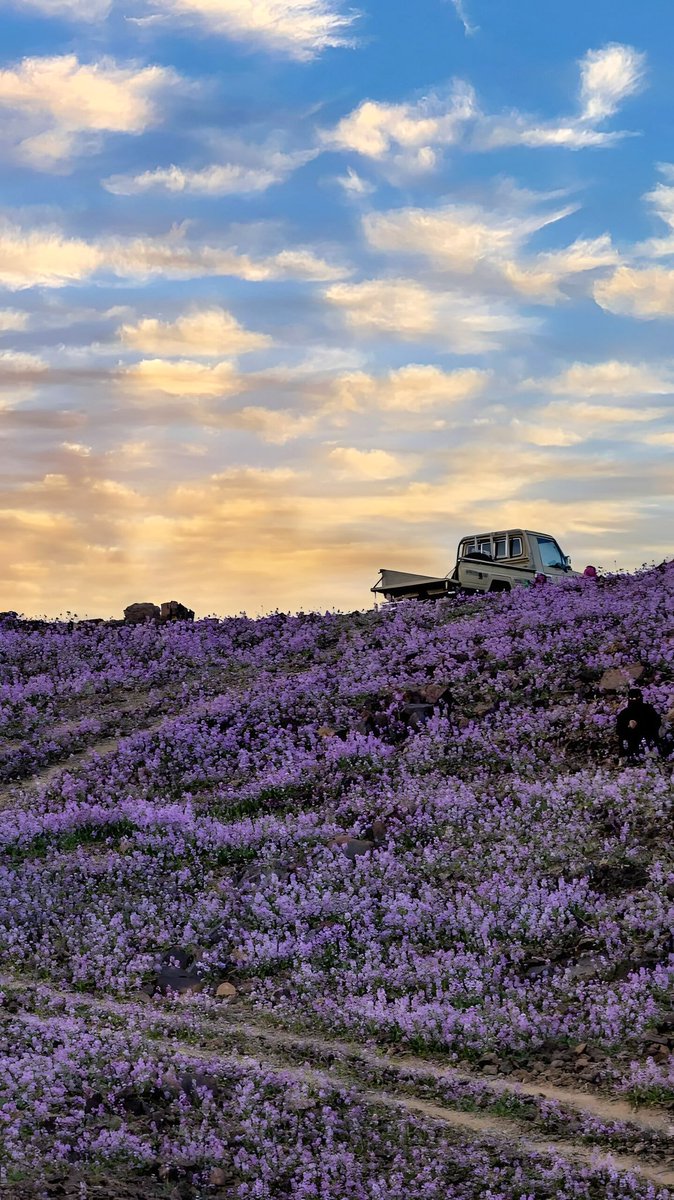 naser__2013's tweet photo. صور حصرية لربيع ( سقف ) جنوب غرب حائل 💜🌸 https://t.co/GnCyQZFxSe