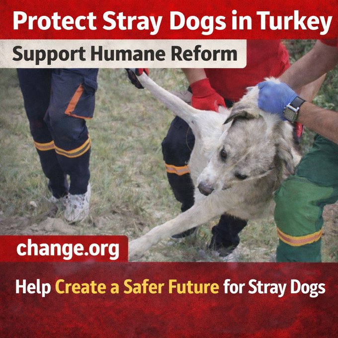 This image should never exist.     
Every dog deserves safety and compassion. Support humane reform for stray dogs in Turkey. 
     
Add your name today ✍️ Sign the petition  change.org/repealturkeysl… 

#SaveTurkeysDogs