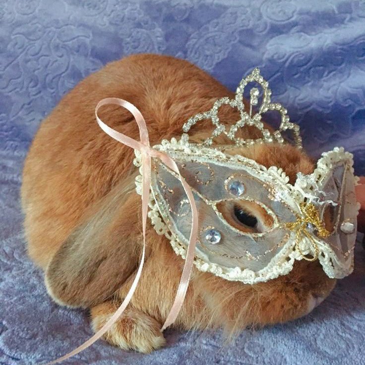 omar as bunny🐇 (@omarasbunny) on Twitter photo 