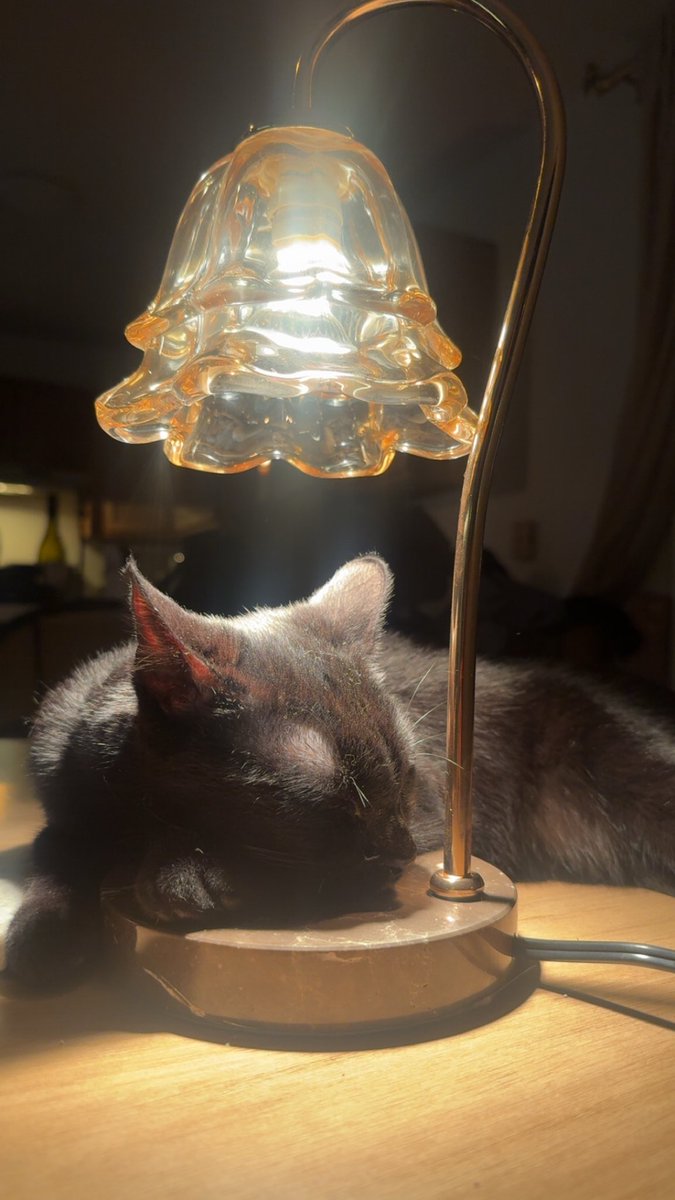 taylorareuthere's tweet photo. oh to be my cat sleeping under his heat lamp https://t.co/QGGjP8HItl