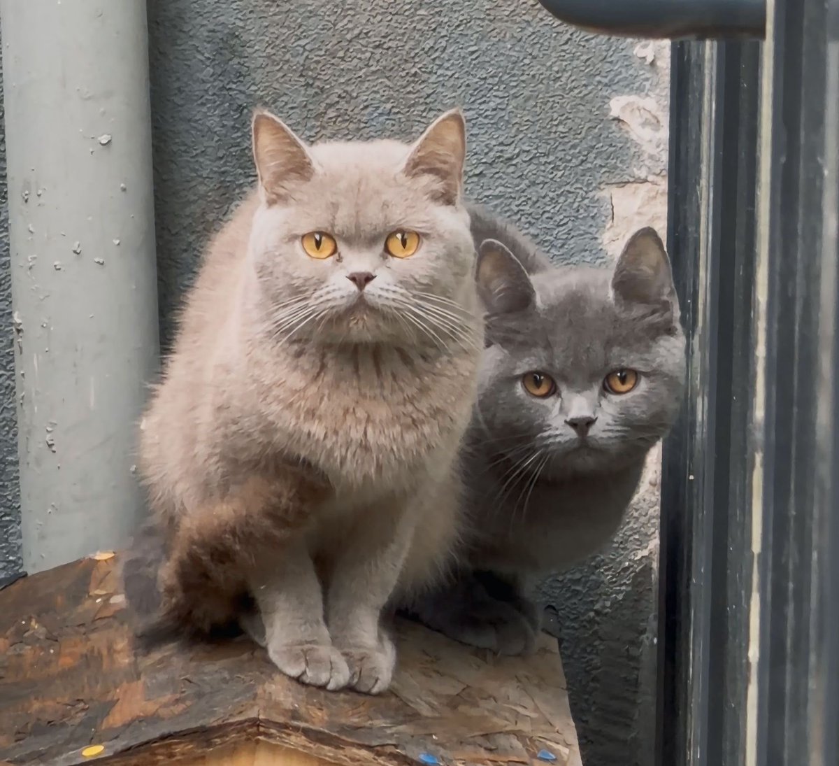 YUVA‼️‼️‼️ 
bu iki kedi üretim için kullanılmış ve sonra sokağa atılmış acil istanbul içi yuva arıyoruz
Solda olan dişi. Aşırı uysal aşırı ötesi sakin. Adı Bella.
Soldaki erkek. Bahçeye atıldığı için çok korkmuş biraz ürkek. Çok yanaşmıyor. Adı Oscar.