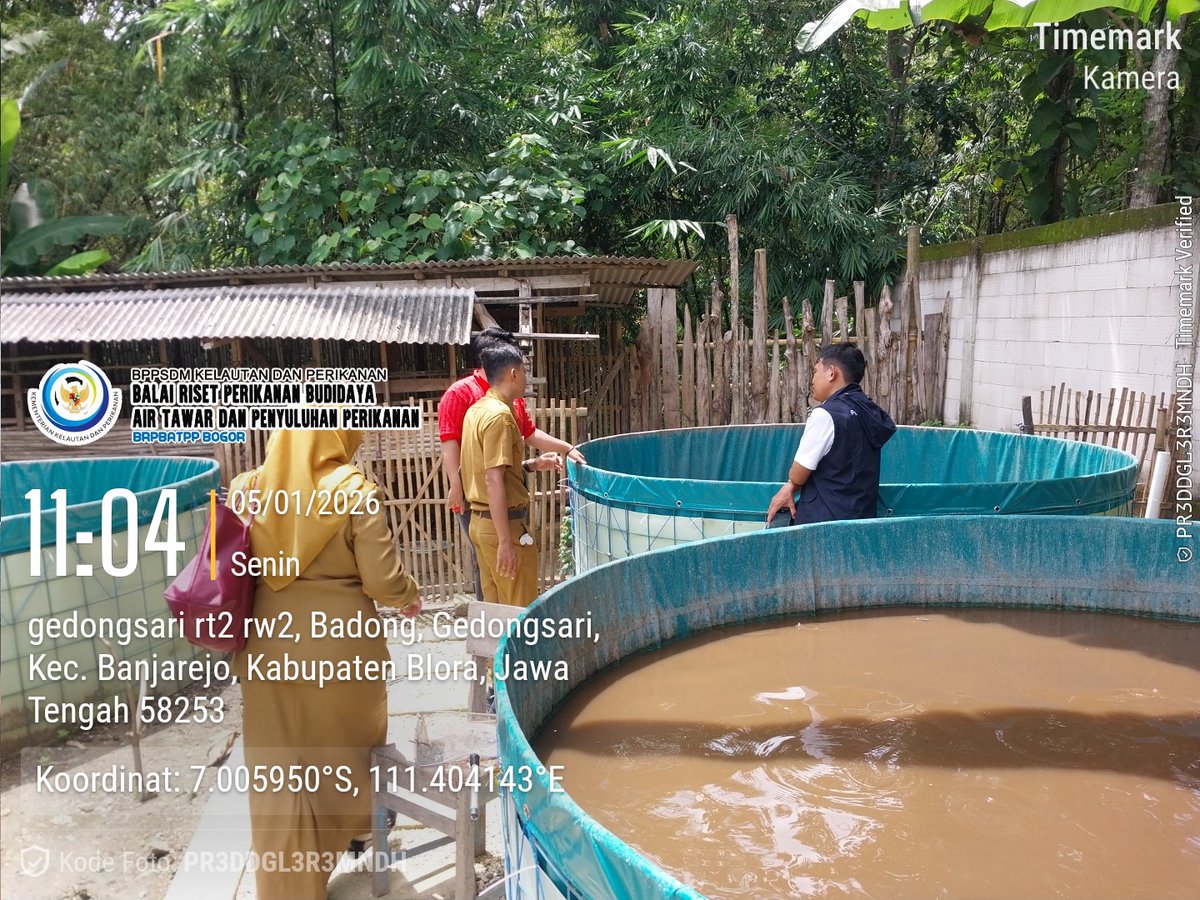 Firman_discuss's tweet photo. Senin(5/1/26l026) Luhkan Blora Muhammad Firman melaksanakan monitoring kesehatan ikan dan kualitas air di unit usaha budidaya ikan Pokdakan Badong Dadi Mulyo Tiga https://t.co/6O54g1xfS5