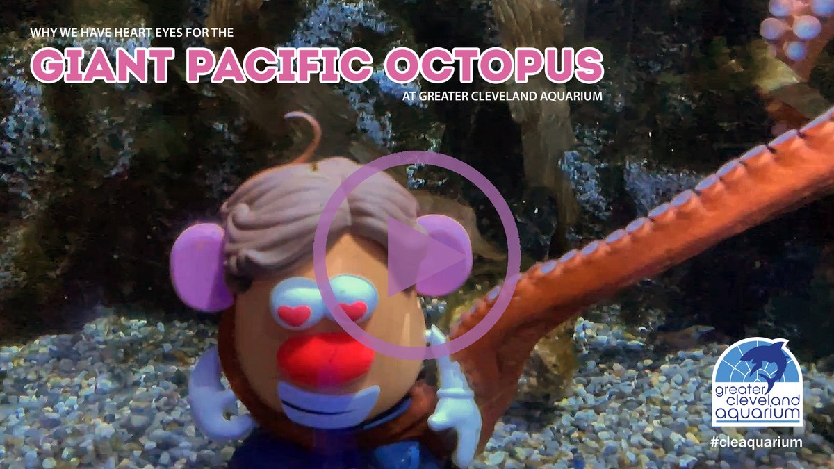 This clever cephalopod found a Potato Head packed with shrimp and wasted zero time pulling out the treats. Find out why enrichment + octopus smarts = a match made in marine heaven: youtu.be/dLGOcgSskB4?si…  #AnimalEnrichment #CLEAquarium #NatureIsCurious