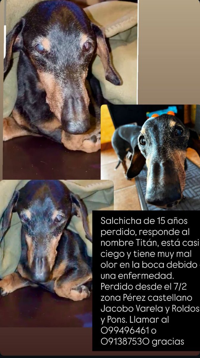 Por favor, se trata del perro de una compañera de trabajo. Quien pueda, difunda.
Gracias.