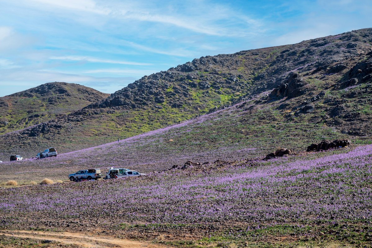 • جماليات

عندما يتحول أدهم الجبال 🌄
إلى بساط من لون البنفسج 🪻
تُروى حكاية الدهشة بصمت✨

📸 | #حائل_الأجمل • #أمانة_منطقة_حائل