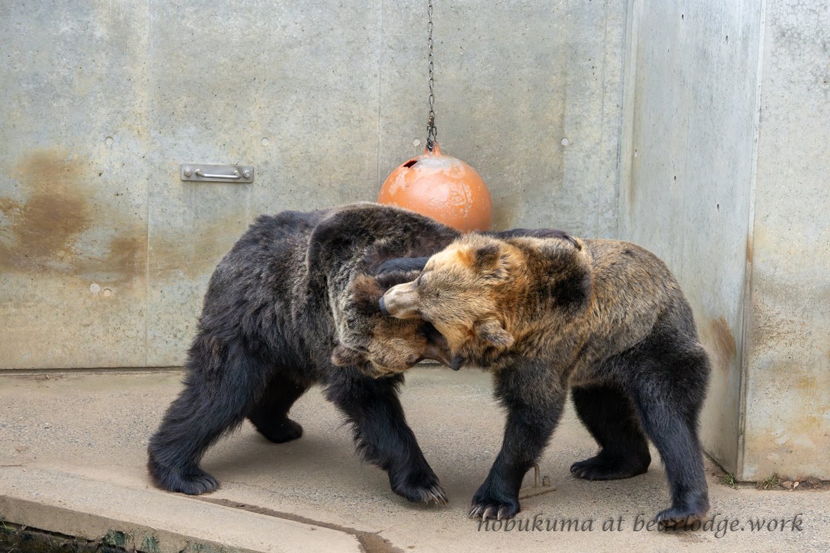 のぶクマ🐻羆と香辛料 (@kumar0001) / Posts / X