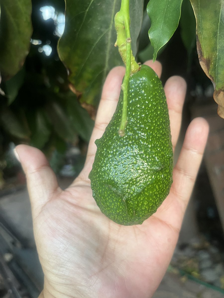 Miren como van mis paltas 🥰