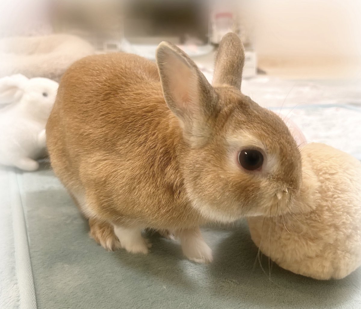 🐰うさけちゅ～ようび🧡🏐

#うさけつようび🤍
#うさぎ
#うさぎのいる暮らし