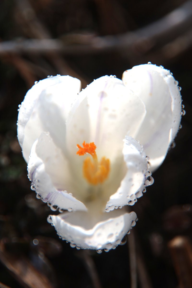 May the crocus bring you joy.
Good night,friends. Have sweet dreams 😌 

Tue 10:00PM 🇯🇵
#WhiteFlowers  #Crocus