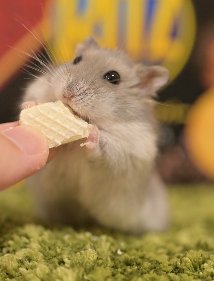 ペロ木村 (@S5ROvu7uvUr8RO5) / Posts / X