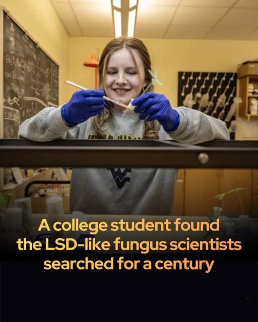 After a century of searching, a student found the LSD-like fungus.

For centuries, Indigenous peoples in Mesoamerica have used morning glory vines in sacred rituals, thanks to the vines’ potent psychedelic seeds. Scientists knew these seeds contain ergot alkaloids—powerful