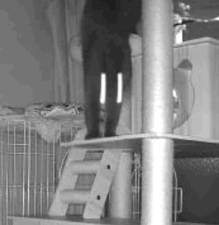 ペットカメラに写ったねこのようななにか 