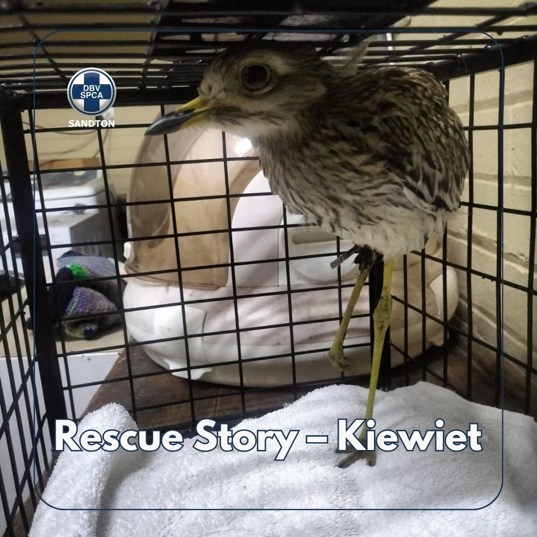 Sandton SPCA tweet media