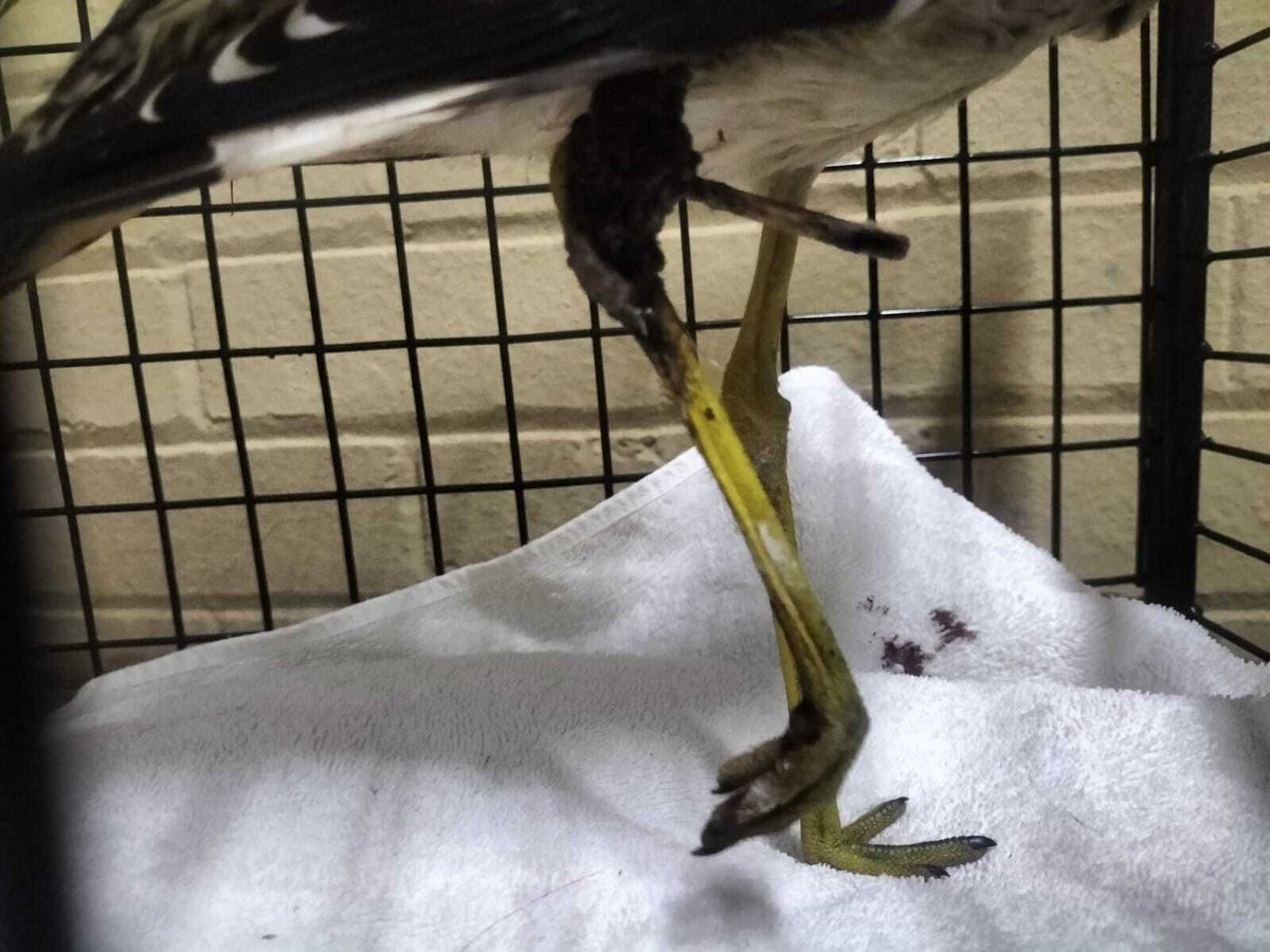 Sandton SPCA tweet media