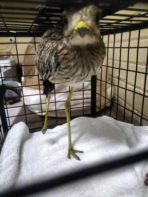 Sandton SPCA tweet media