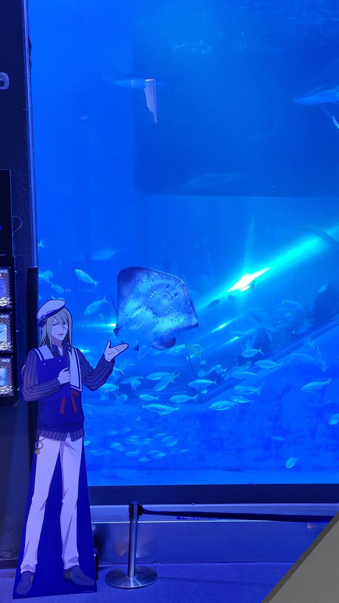 sushi_des_'s tweet photo. sideMのことなんにも知らないのにただ水族館に行きたいという理由で八景島に行ってきました。 これはエイを紹介してくれるクリスさん。 https://t.co/P2j1aAErZI