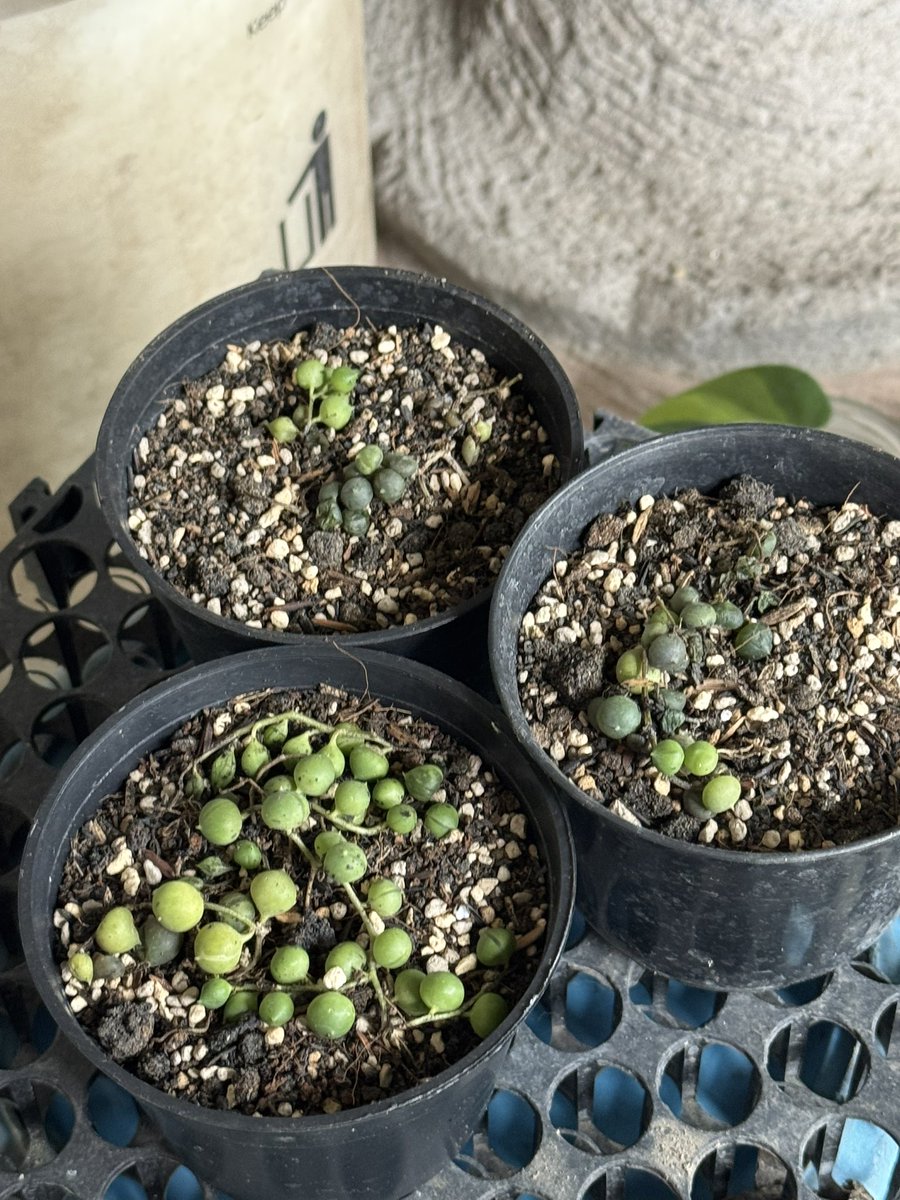 雨に当てちゃったからかなぁ
グリーンネックレスさんは瀕死😭