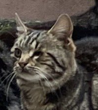 belaya hazır mısınız
çifte belaya