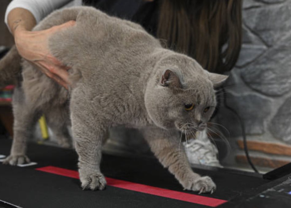 Henry McKean tweet media