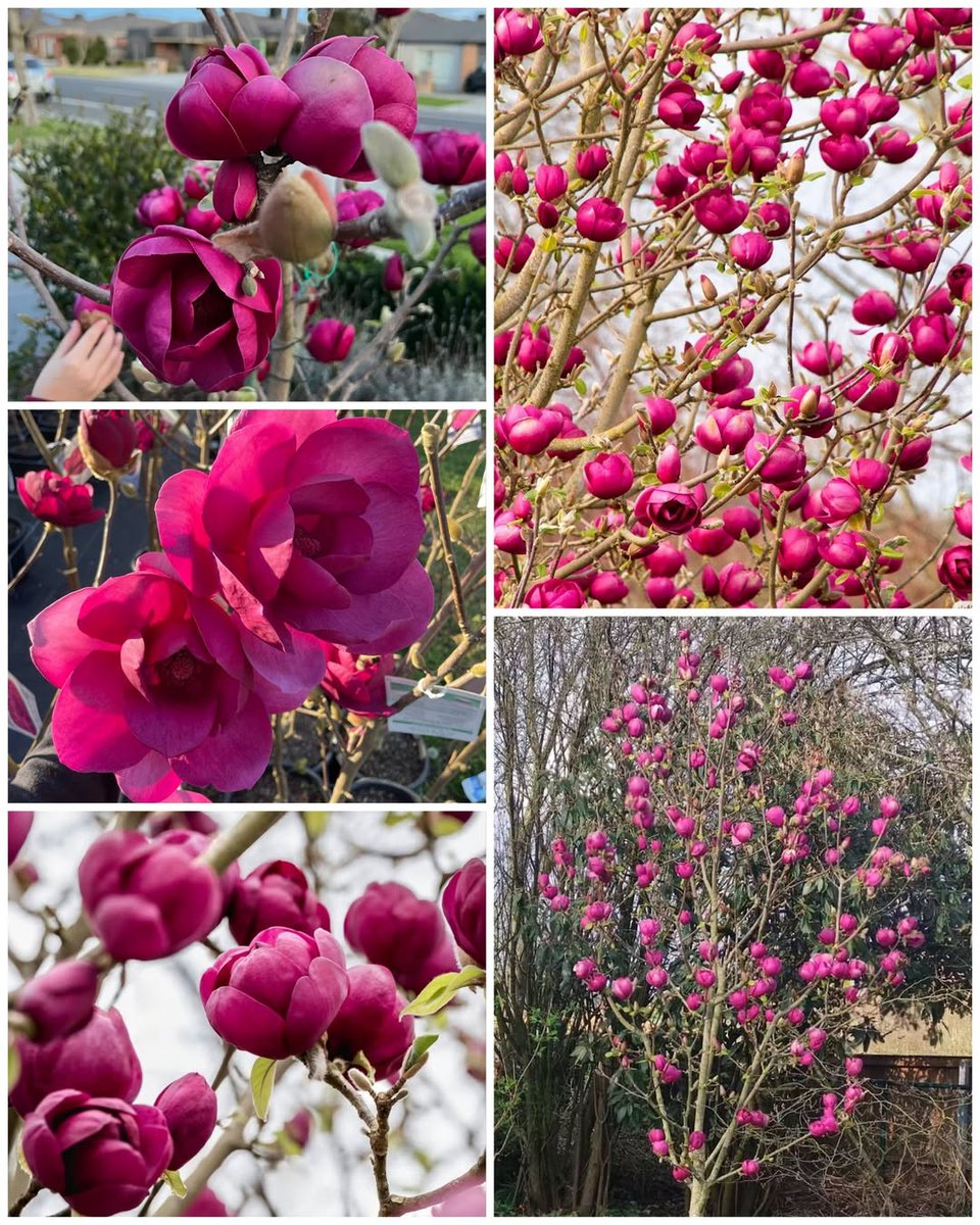 mireya starkenberg tweet media