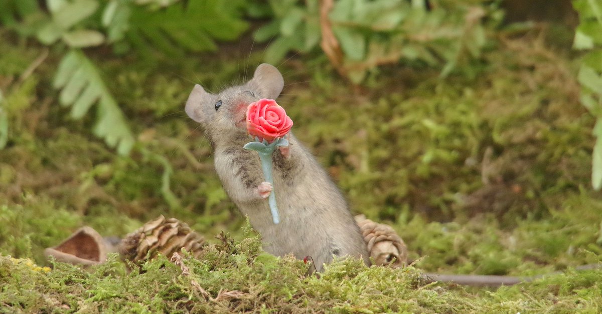 tag some one that needs a little flower from a mouse today.
