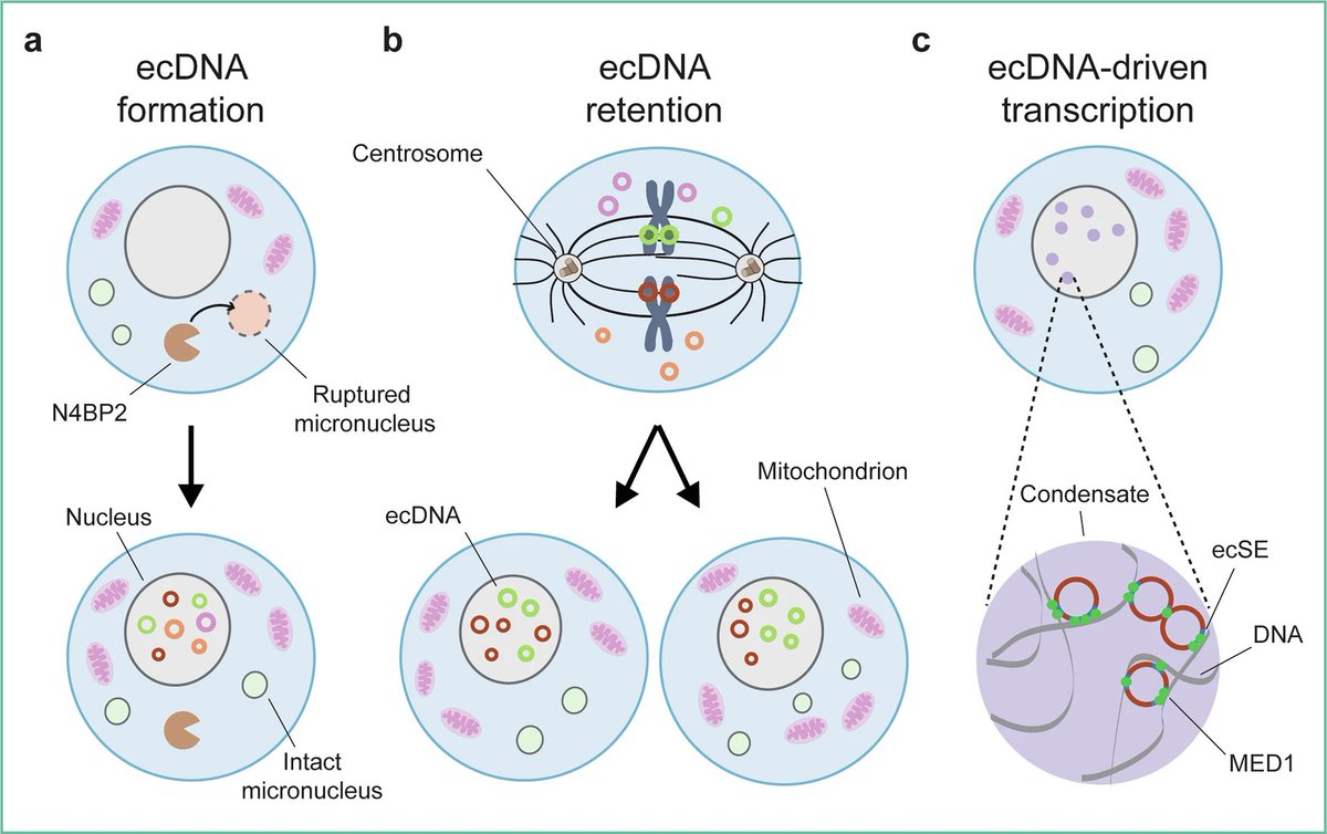 Lorenzo Galluzzi tweet media