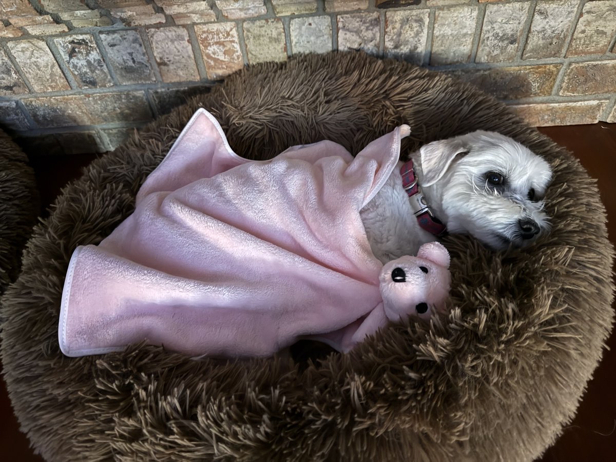 imzozoonthegogo's tweet image. If you’re looking for me today, this be where you’ll find me #Mondays