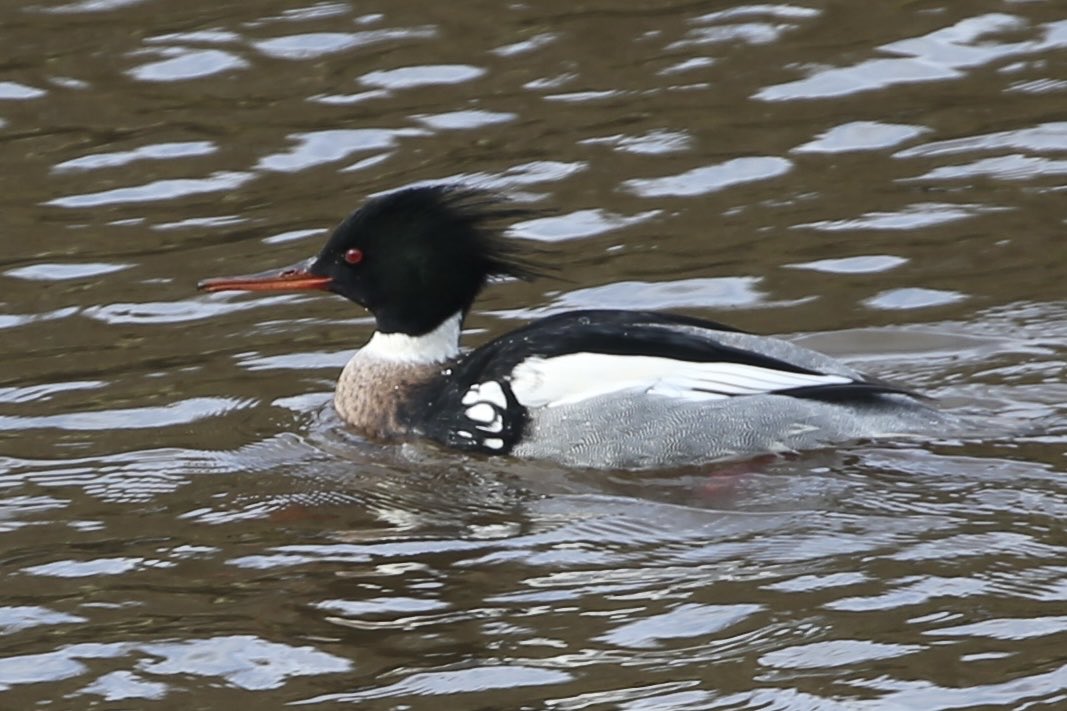 ed49dy's tweet photo. Red- breasted merganzer on river ESK , near high level bridge ,Whitby https://t.co/GiqKCd7GGY