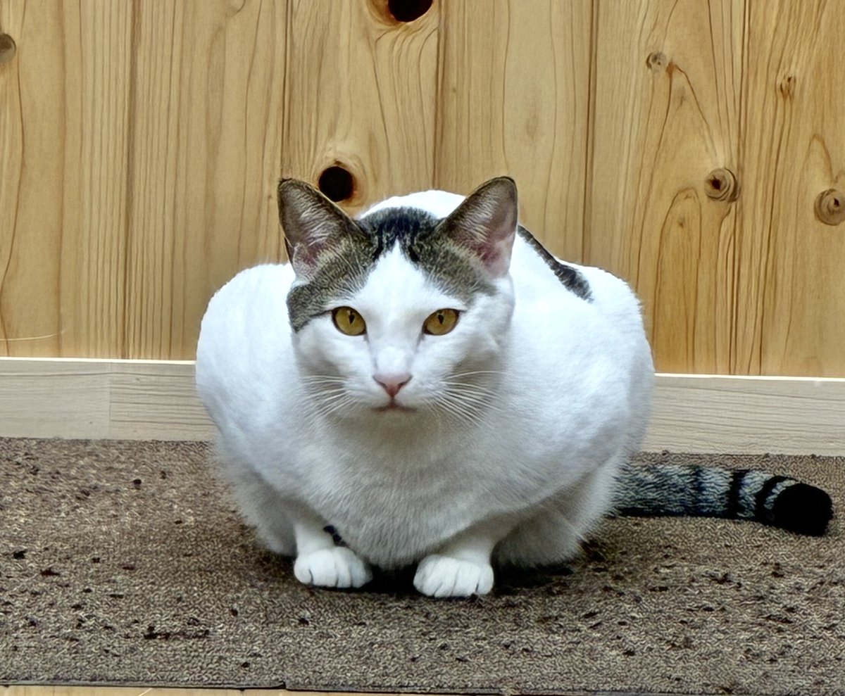 キジネコ様 (@Motidukineko) / Posts / X