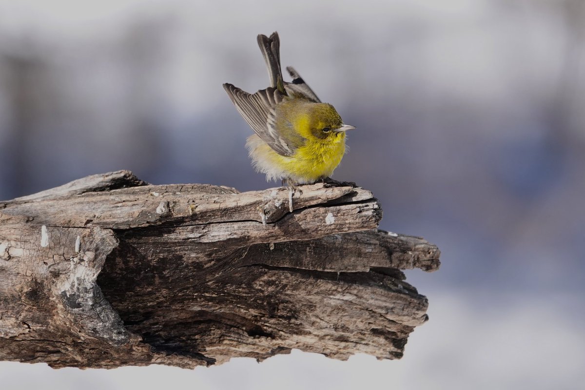 MattsMeteors tweet media