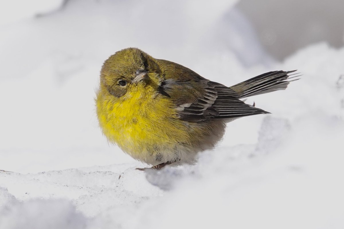 MattsMeteors tweet media