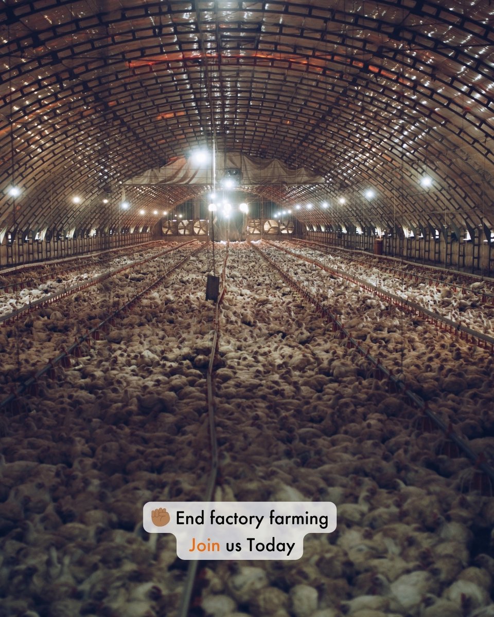 World Animal Protection Africa tweet media