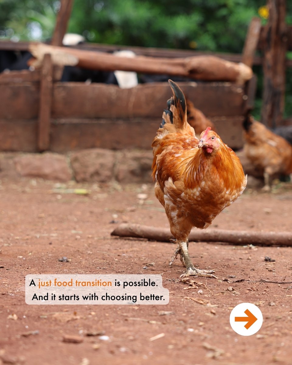 World Animal Protection Africa tweet media