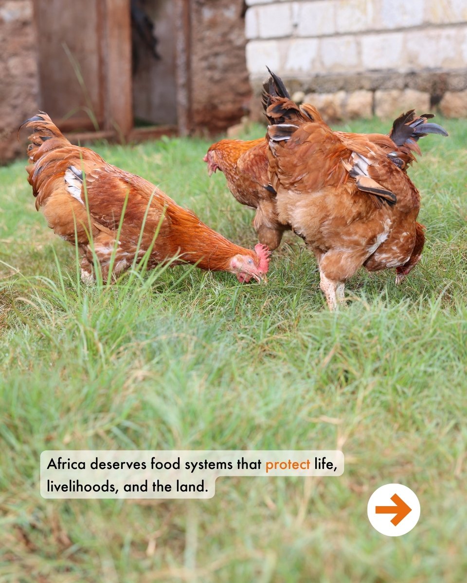 World Animal Protection Africa tweet media