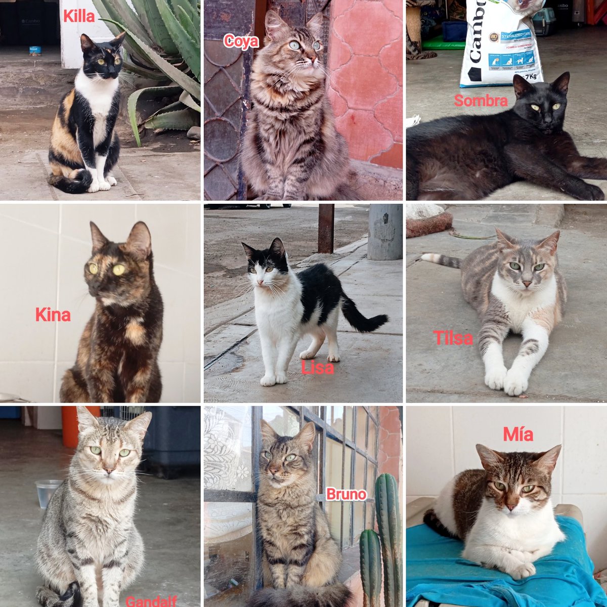 claudioarkeo's tweet photo. Adopción responsable de gatos refugiados en mi cuadra (Chorrillos, Los Laureles)🐈. Dale oportunidad a adultos de tener familia, o puedes ser madrina/padrino de un caso. No solo bebés son adoptables. Escribir al 994 887 076 (Claudio)[Plin]. Abajo perfiles de ejemplares vigentes. https://t.co/MBnEKE4Ffa