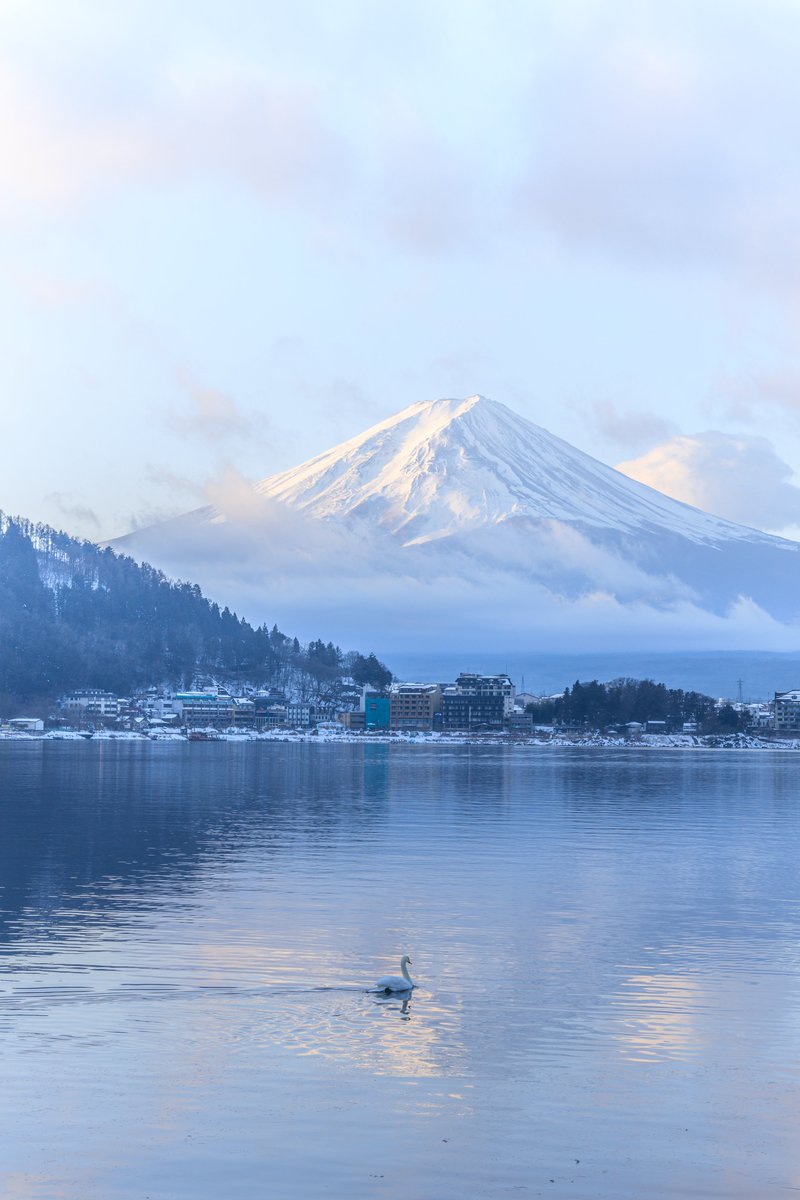 白く染まる富士山と白鳥