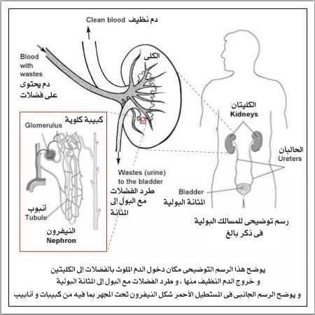 AliAl_khalifah's tweet image. ⭕️تحليل :

B2 Microglobulin
لماذا يجب القيام بهذا الفحص؟
• للمساعدة في تقييم شدة الميلومة المتعددة(Multiple Myeloma) ، أو سرطان الدم، أو سرطان الغدد الليمفاوية
• للتمييز بين اضطرابات الكلى
• للكشف عن الفشل الكلوي
                🔹🔹🔹
متى يجب القيام بهذا الفحص؟
• عند تشخيص…