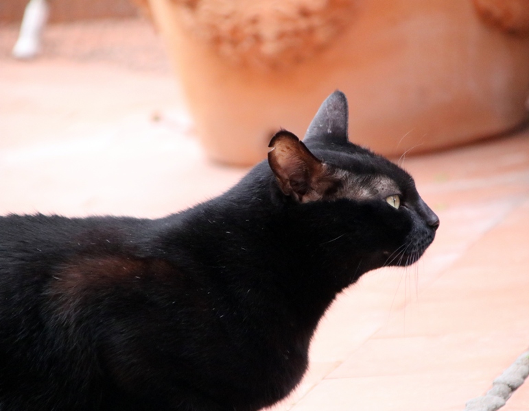 AdopFelinasVLC's tweet image. #CARBÓN en esa postura típica de gato de  "estoy oliendo algo rico"...😋
#LovePanteritas💕
adopcionesfelinasvalencia.es/gatos-en-adopc…