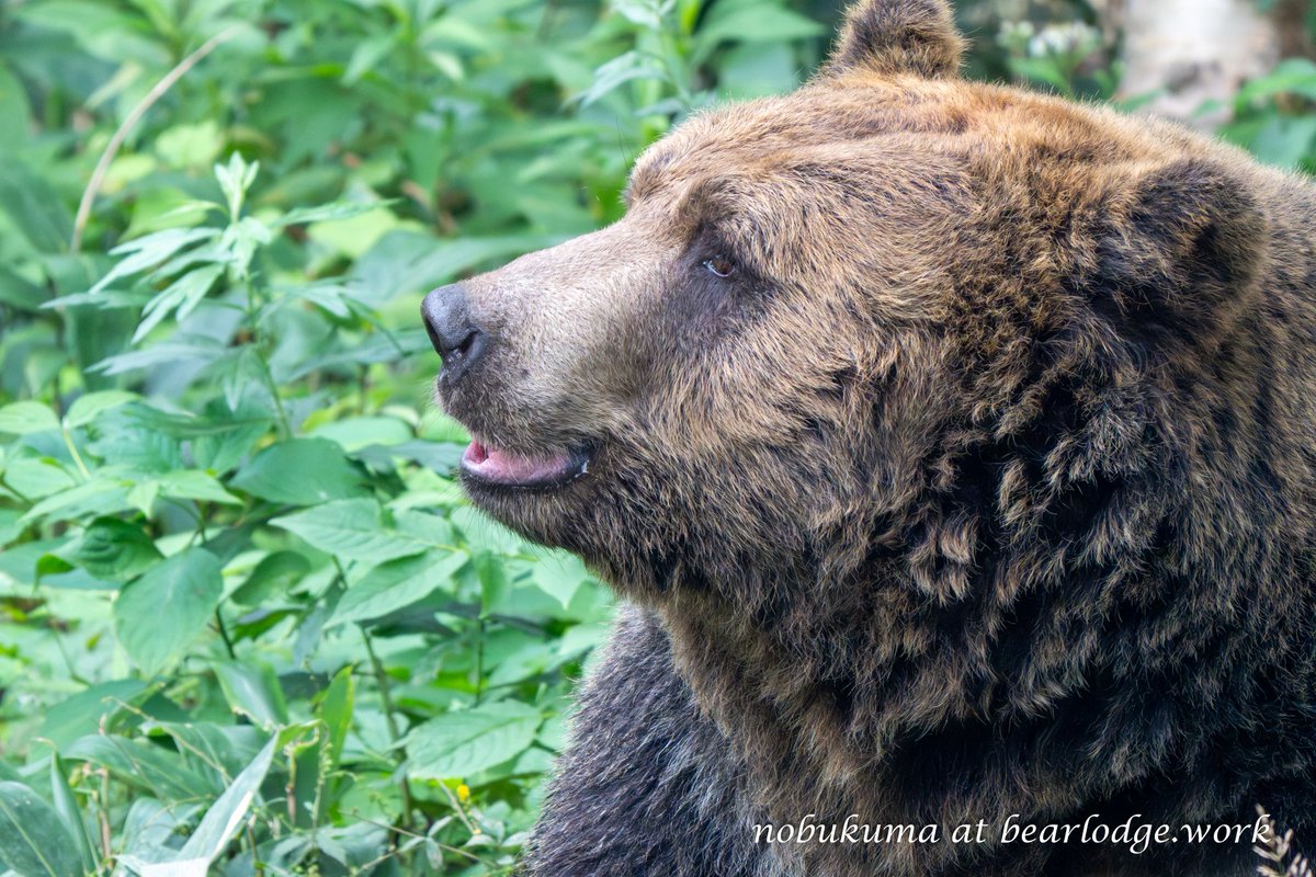 のぶクマ🐻羆と香辛料 (@kumar0001) / Posts / X