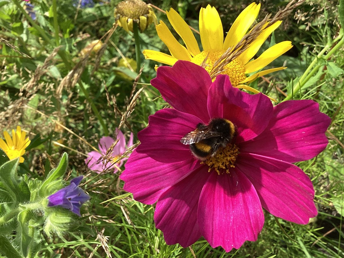 AntheaJames3's tweet photo. It’s cuppa time #HappyMondayAll a bit of #SunshineYellow #HappyBee and more than one for #MagentaMonday #MondayLove https://t.co/lkhE2gt73Q