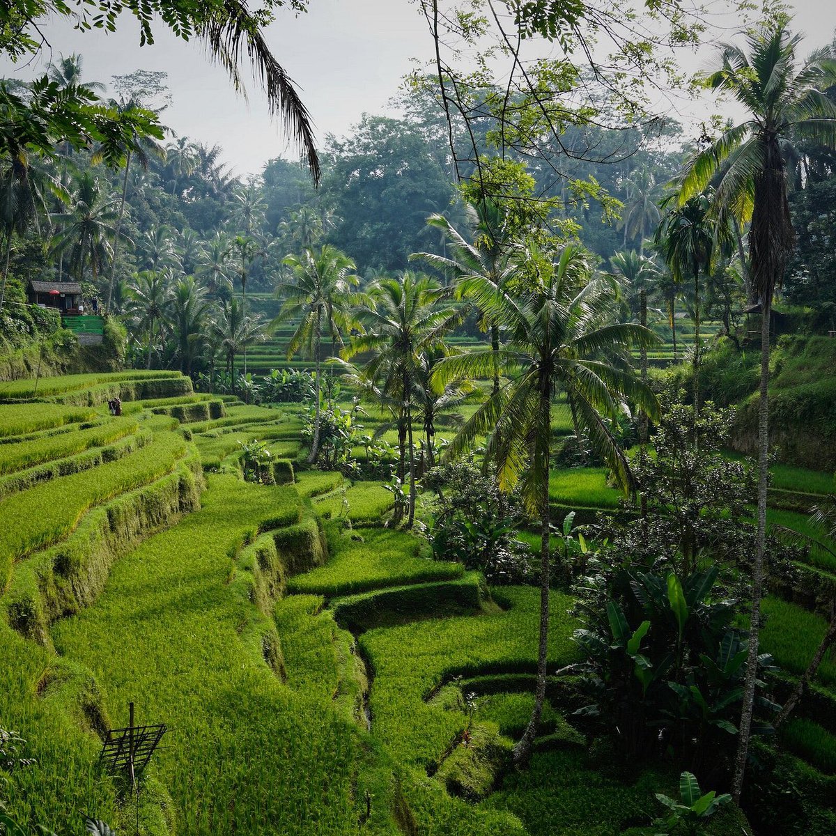 irapersa's tweet photo. have u ever heard of a place in the perfume?

wangi vibes UBUD yang earthy, greenish &amp; bikin relax. jadi pengen liburan tiap sniff wanginya🍃 https://t.co/STKxN9WCHF