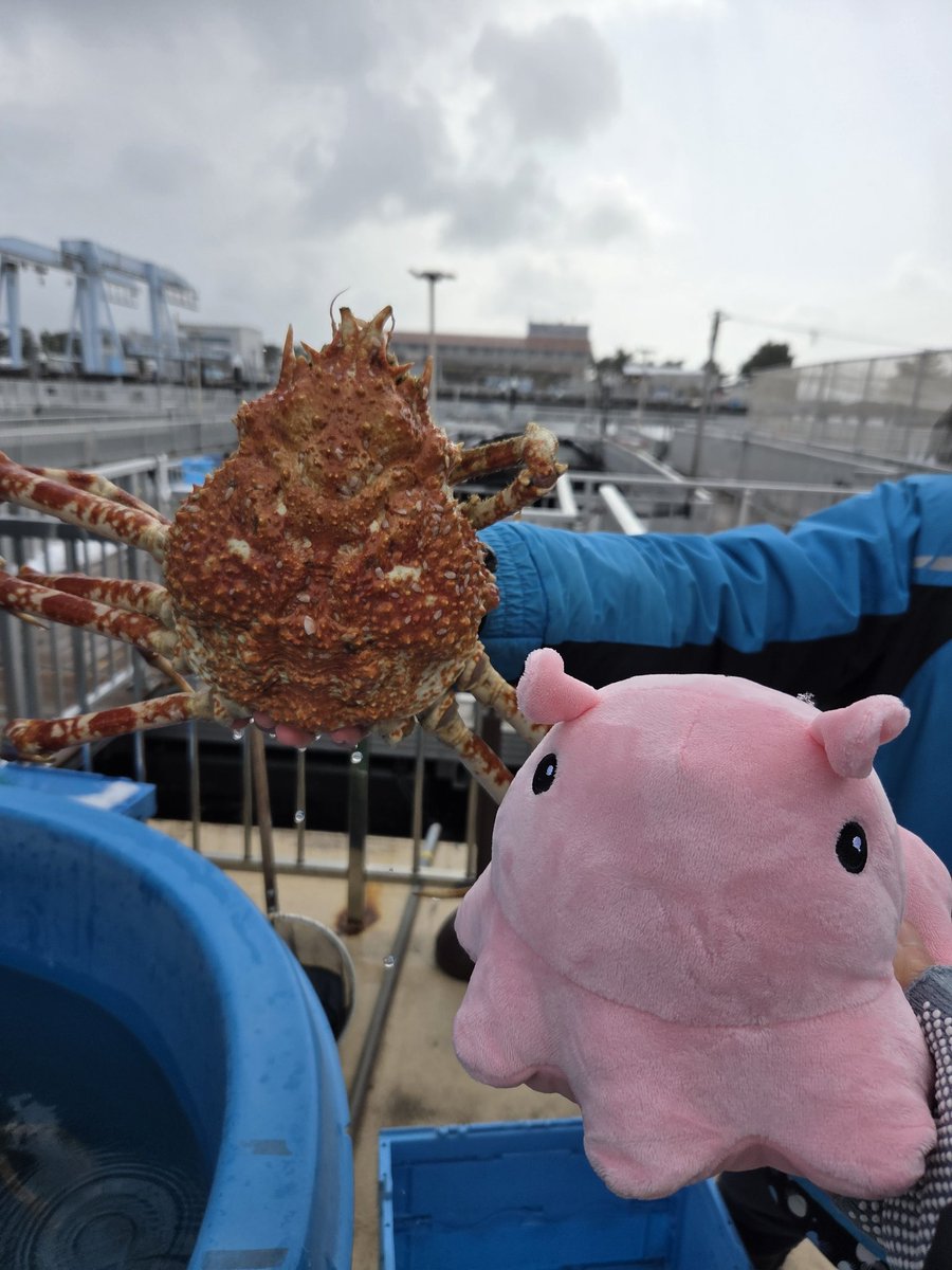 UQn6m's tweet photo. タカアシガニ美味しかった！足のところの身がめっちゃプリプリだったわ
グソクムシは身は甘かったけど殻硬いな😑
うみファームのシャニ&amp;FLAME&amp;THE虎牙道Pのスタッフさんお世話になりました！
#理由あってシーパラファイナル 
#シーパラ https://t.co/18gb5Wqg96