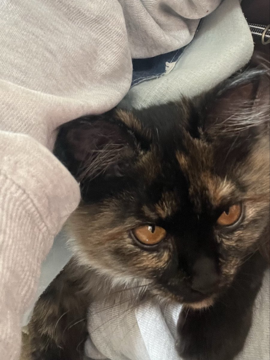 にゃん太郎s@漫画家 (@2525nyanpoko) / Posts / X