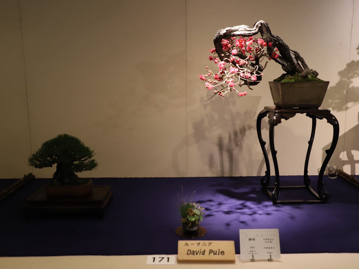 AmbRaetchi's tweet image. ダビッド・プイェの、国風盆栽展で扱われた梅の盆栽です。