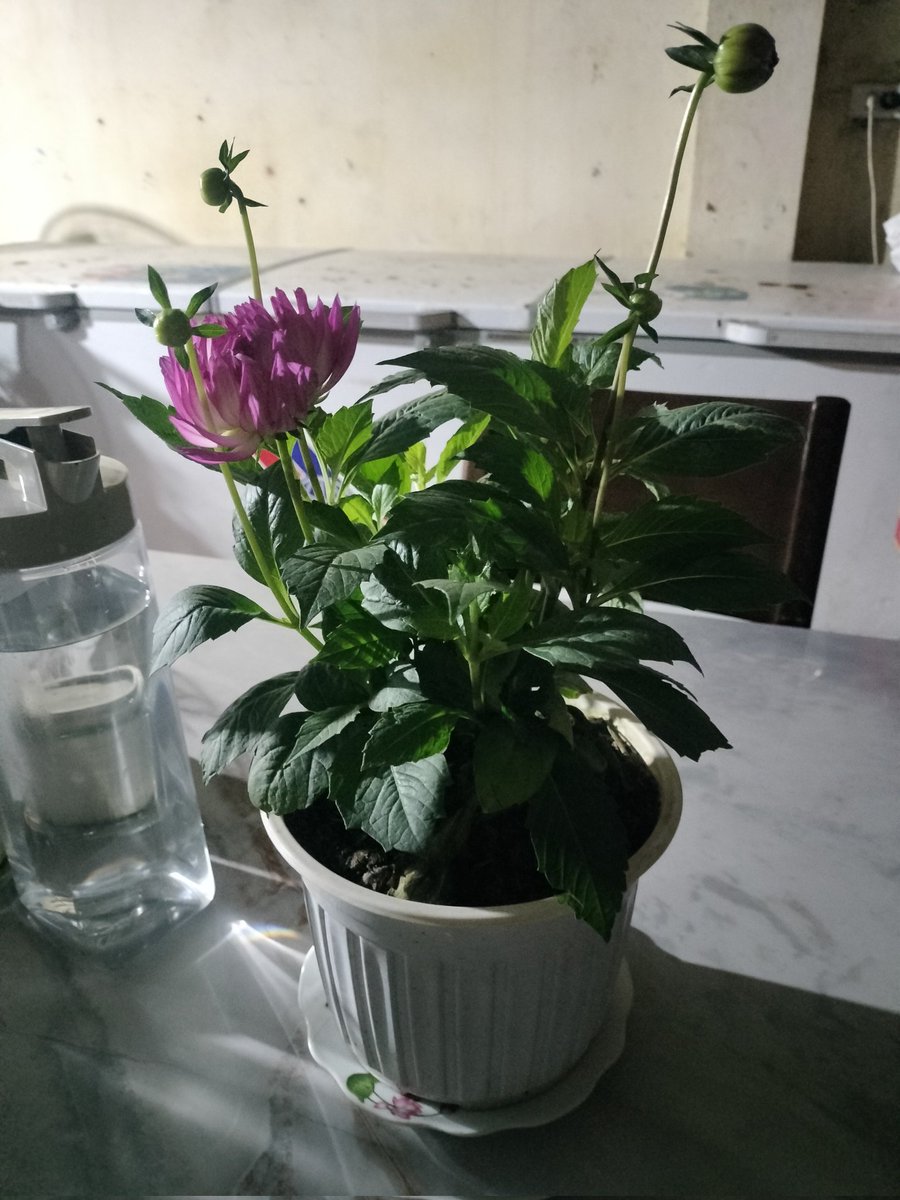 Hôm nay tôi mua được chậu hoa  cũng ưng ý. Mong là e cứ nở từ từ bình tĩnh thôi nhé!