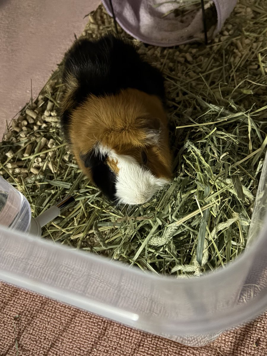 potemoru's tweet image. 3度目のうっ滞
病院行ってお薬もらって前みたいにすぐ絶好調には回復しないけど
小さいうんち出して少しだけど自分で食べて

その自分で食べて飲んでしてる姿がすごく安心する
ありがとう